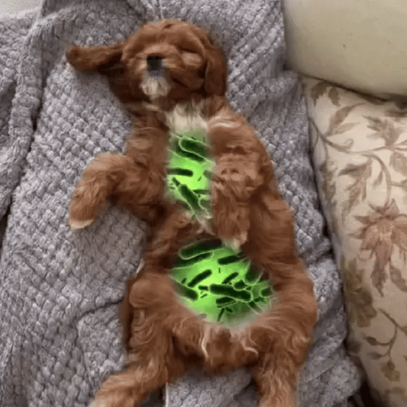 Illustration animée : un chiot et des bactéries que certaines tiques peuvent transmettre