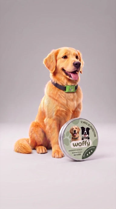 Un golden retriever avec le clip Wofclap au collier, protégé par une bulle