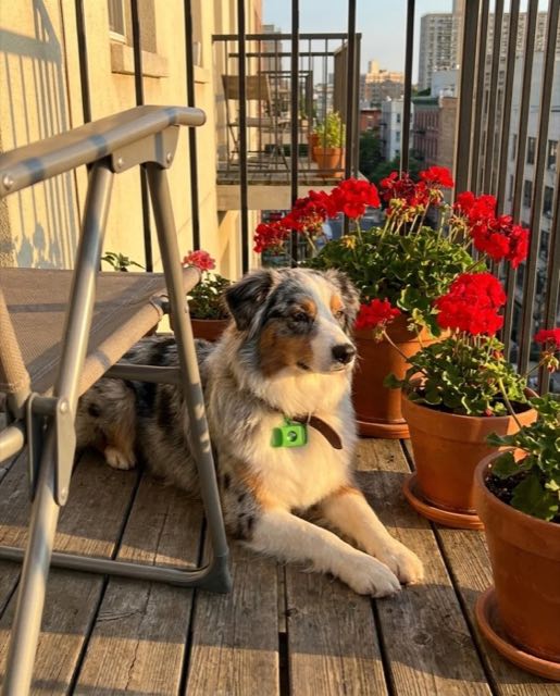 Un chien sur un balcon
