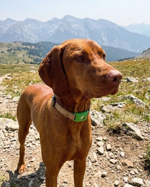 Un chien en balade en montagne