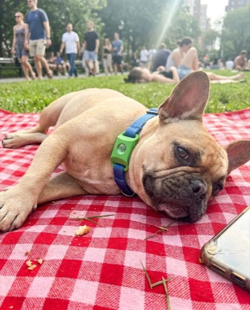 Un chien détendu lors d'un pique-nique