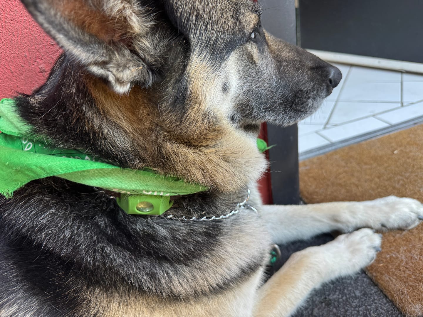 Le chien de Claire F. portant le clip Wofclap