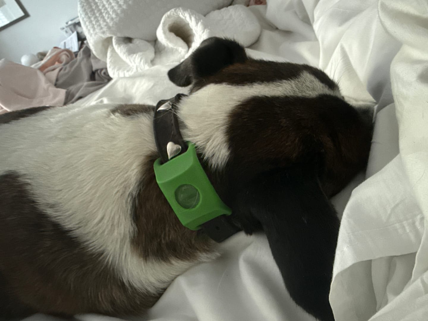 Le chien de Laura V. portant le clip Wofclap