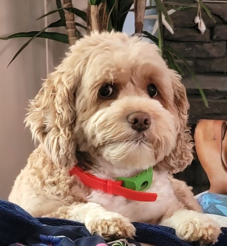 Le chien de Maxime B. portant le clip Wofclap