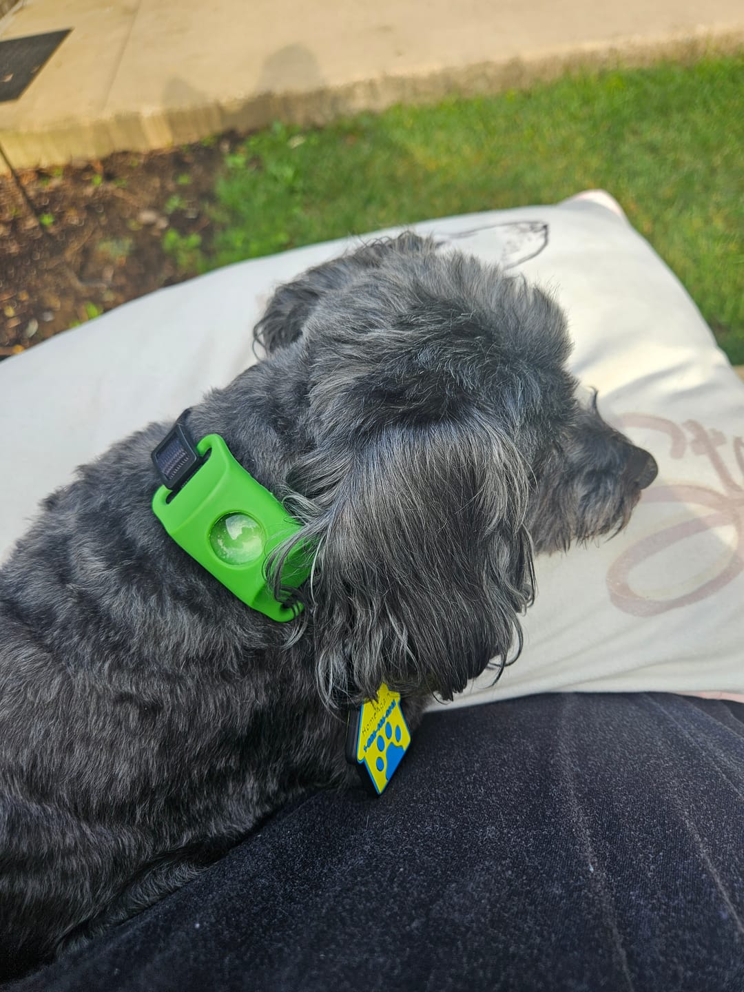 Le chien de Sophie M. portant le clip Wofclap